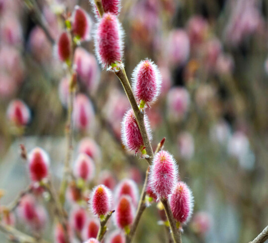 <i>Salix </i><br />
Rotktzchen 