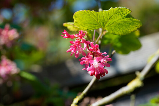 <i>Ribes sanguineum</i><br />
 "King Edward VII"             