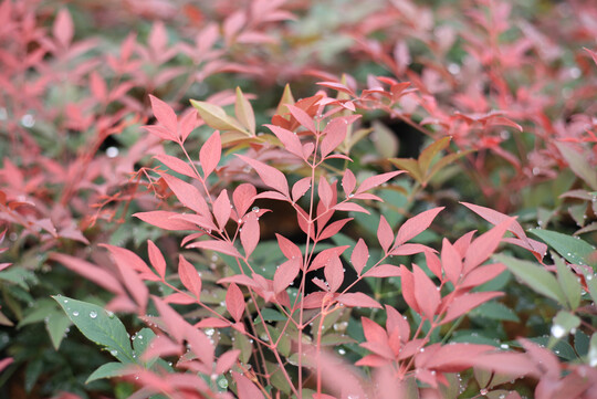 _Nandina domestica "Obsessed"
