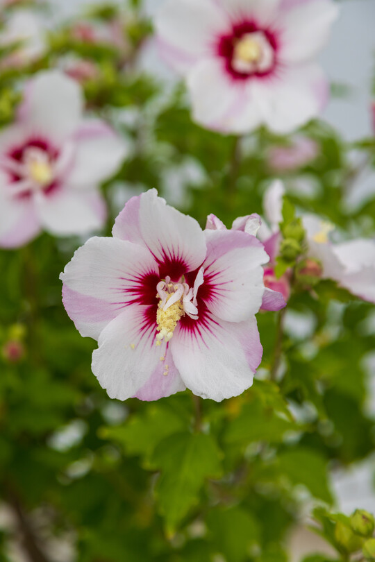 <i>Hibiscus syriacus</i><br />
 First Editions Fiji