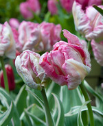 <i>Tulipa ‘</i>
Silver Parro’