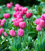 <a href="https://ibulb.us4.list-manage.com/track/click?u=9f41177662be016637889f8a5&id=44a805ff2c&e=82af841ba4" target="_blank" ><i>Tulipa </i></a>
<i>‘</i>
<a href="https://ibulb.us4.list-manage.com/track/click?u=9f41177662be016637889f8a5&id=44a805ff2c&e=82af841ba4" target="_blank" >Queen of Marvel</a>
’