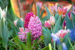 Hyazinthen, Tulpen und
<i>Muscari </i>