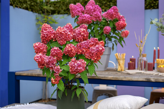 <i>Hydrangea paniculata</i>
 "Bloody Marie