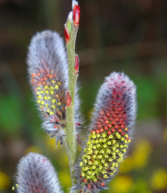 <i>Salix helvetica</i>