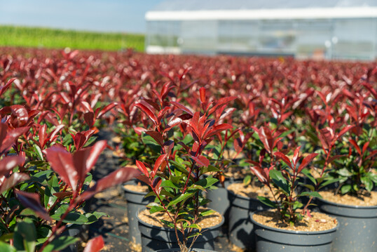 <i>Photinia</i>
 "Devil"s Dream" 