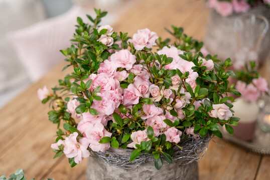 <i>Rhododendron obtusum</i>
 "Rosalea" 