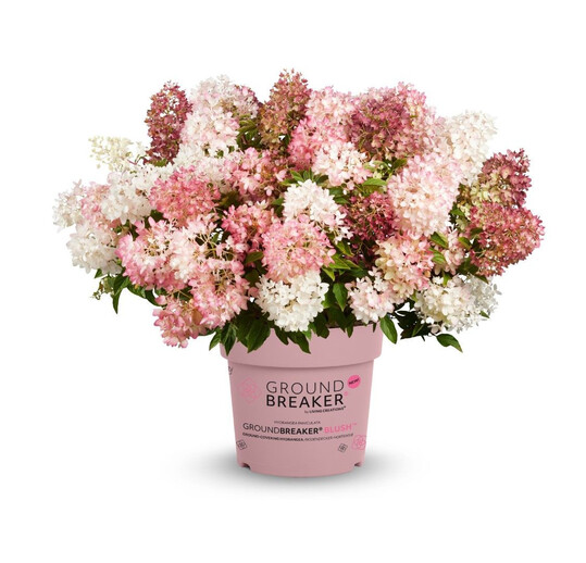 <i>Hydrangea paniculata</i>
 "Groundbreaker"