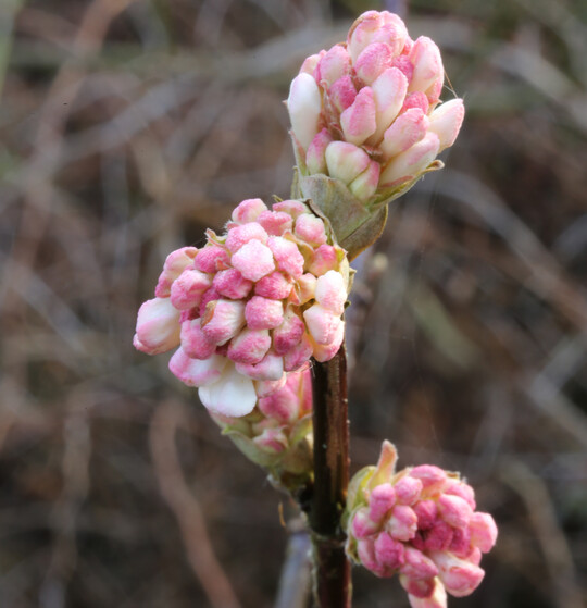 <i>Viburnum </i>
x 
<i>bodnantense </i>
"Dawn"