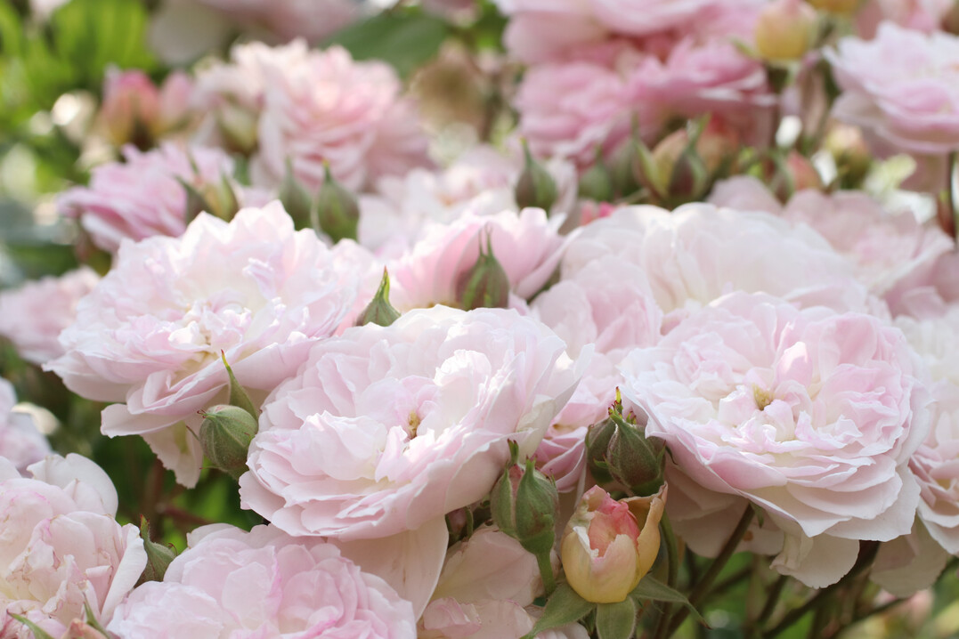 Kletterrose Romantic Siluetta von Kordes<br />
Einfhrung: 2020<br />
Hhe: 200 cm, Breite: 110 cm<br />
Wuchs: Rambler mit langen Trieben<br />
Blte: gefllt, hellrosa<br />
Duft: mittel<br />
Blatt: mittelgrn, glnzend