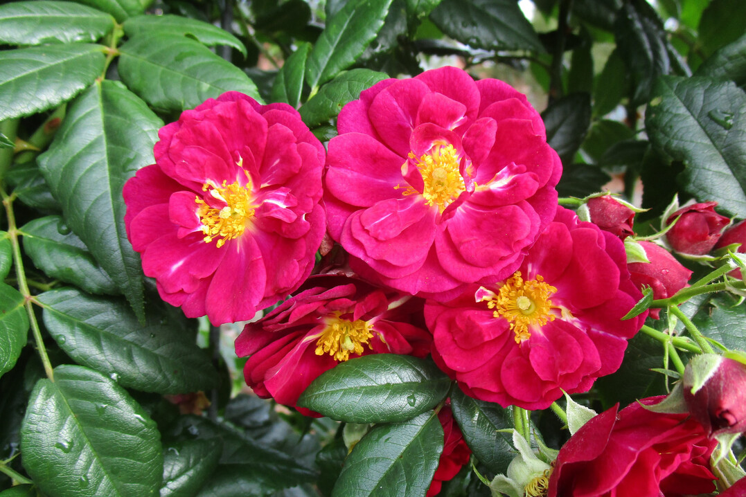 Kletterrose Purple Siluetta von Kordes<br />
Einfhrung: 2021<br />
Hhe: 200 cm, Breite: 120 cm<br />
Wuchs: Rambler mit langen Trieben<br />
Blte: halbgefllt, purpurrosa<br />
Duft: leicht<br />
Blatt: mittelgrn, glnzend