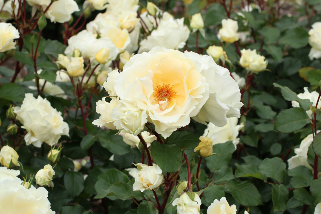Mentor-Rose von Kordes<br />
Einfhrung: 2022<br />
Hhe: 110 cm, Breite: 90 cm<br />
Wuchs: halbaufrecht bis buschig<br />
Blte: halbgefllt, gelblich wei<br />
Duft: leicht<br />
Blatt: dunkelgrn, leicht glnzend