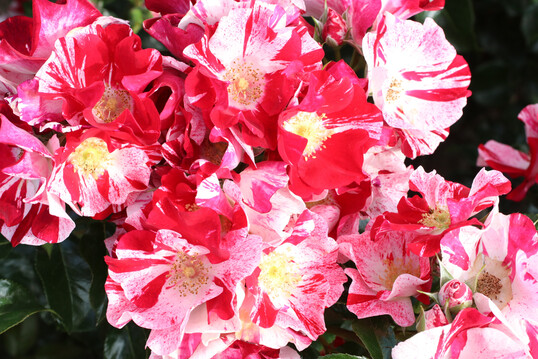 Die Kleinstrauchrose Simsalabim von Kordes ist mit ihren rot-weie Streifen und Sprenkeln an den Blten ein absoluter Hingucker.