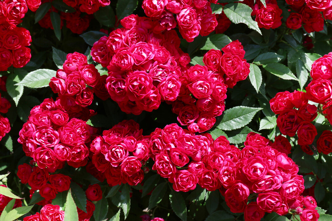 Kletterrose Perennial Domino von Tantau<br />
Einfhrung: 2021<br />
Hhe: 190 cm, Breite: 100 cm<br />
Wuchs: Rambler mit langen Trieben<br />
Blte: halbgefllt, purpurrot<br />
Duft: leicht<br />
Blatt: mittelgrn, leicht glnzend