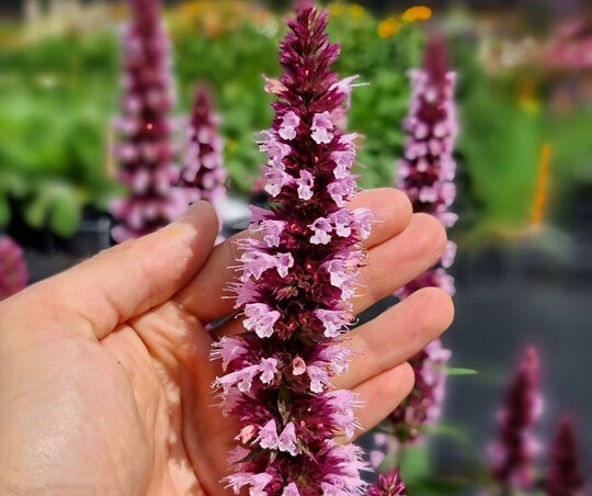Die groen, rosafarbenen Blten von 
<i>Agastache </i>
"Agapk" (Beelicious Pink) sind nicht nur eine Augenweide, sondern ziehen auch viele Schmetterlinge und Bienen an. Die Bltenhren sind sehr gro und frben sich im Herbst dunkelrosa.