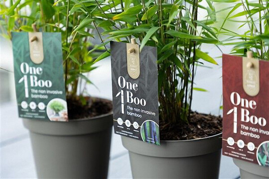 Das Konzept One Boo steht fr nicht-wuchernde Bambusarten aus In-vitro-Kultur.