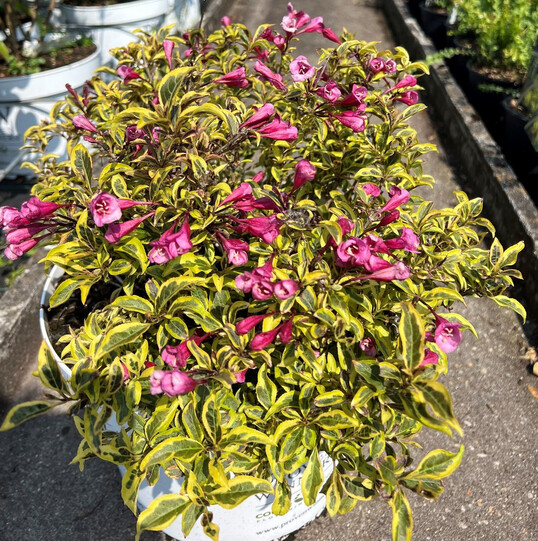 Proven Winners
<i>Weigela florida</i>
"Floraclar" (Bubbly-Wine) ist eine neue und stabile buntlaubige Weigela. Valkplant B.V. aus Hazerswoude und Spring Meadow Nursery Inc. aus Grand Haven
(USA) bringen die Pflanze in den Handel.