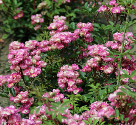 Das Naturosa-Verkaufskonzept besteht aus einer Auswahl an krankheitsresistenten, umweltverträglichen Rosen und einer dazugehörigen POS-Verpackung. Das Produkt wird ab März 2025 auf dem Markt sein. Erhältlich ist es zwischen März und Oktober im kompostierbaren 14-cm-Fertil-Anzuchttopf, pflanzfertig und plastikfrei.