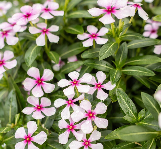 Soire ist eine Kollektion von 
<i>Catharanthus roseus</i>
, die von Suntory Flowers Ltd. entwickelt und in Europa von MNP/Suntory vermarktet wird. Diese Pflanze zeichnet sich durch einen kompakten Wuchs aus, was sie ideal fr kleine Rume und Tpfe von 7 cm bis 22 cm macht.
