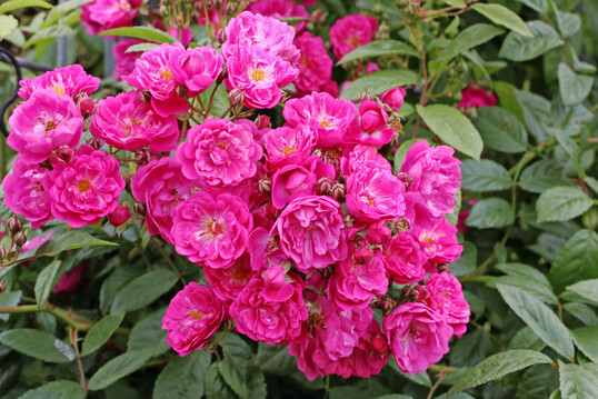 Perfumy Siluetta
