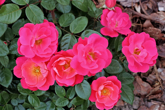 Hot Pink Meidiland