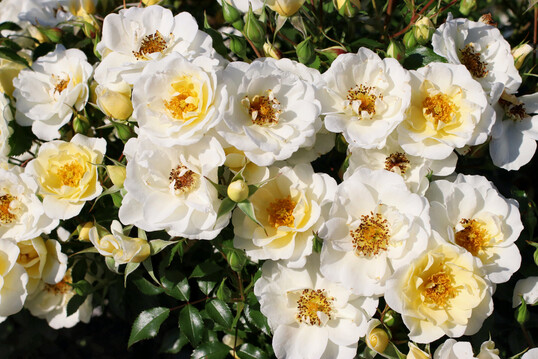 Bienenweide Ivory