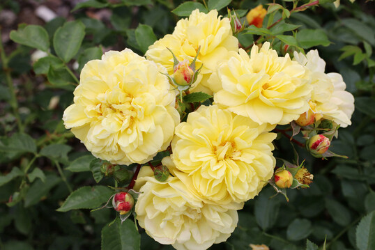 Golden Fleece