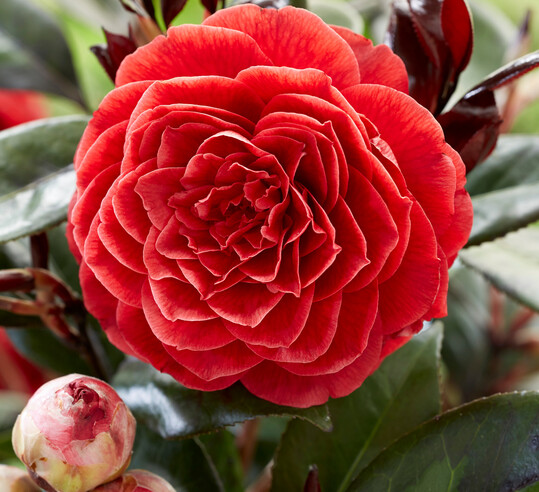 Den Hauptpreis in der Kategorie Gartenpflanzen ging an 
<i>Camellia japonica</i>
 L. Femme Fatale. Diese Kamelie zeichnet sich aus durch ihr glnzendes, dunkelgrnes Laub, das mit burgunderroten Neutrieben verziert ist. Die geschtzte Sorte ist europaweit erhltlich ber Plantipp B.V. 