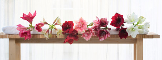 Über die Vielfalt der Amaryllissorten informiert ein
<a href="https://amaryllisinfo.eu/wp-content/uploads/2024/10/Amaryllis-catalogus-2024-2025-DEF_Drukker-compressed.pdf" target="_blank" >Onlinekatalog</a>
.