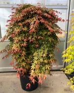 Van Son & Koot BV aus Kaatsheuvel hat drei Cultivare aus der Kollektion Acer Cascade zur Neuheitenprämierung eingereicht. Die Pflanzen dieser Kollektion Japanischer Ahorne haben eine stark hängende Wuchsform. Ohne Stamm werden sie zu fast bodenbedeckenden Pflanzen. Die Pflanzen wurden von Botanic Experience BV aus Kaatsheuvel gezüchtet und der Sortenschutz wurde beantragt. Van Son & Koots bringt die Pflanzen in den Handel. Die Äste der Acer palmatum „Sonkoot6“ (Cascade Ruby) hängen dicht am Stamm herab. Beim Austrieb im Frühjahr sind die Blätter weinrot. Im Sommer färben sie sich bronzegrün. Die Herbstfarbe des Blattes ist wieder weinrot.