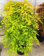 Die Äste der Acer palmatum „Sonkoot7“ (Cascade Citrine) hängen dicht am Stamm herab. Die Blätter sind tief eingeschnitten und rundlich. Die Farbe der Blätter ist zitronengelb.