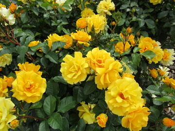 ADR-Rose 2023: "Goldkrone", eine neue Zchtung von Kordes Rosen