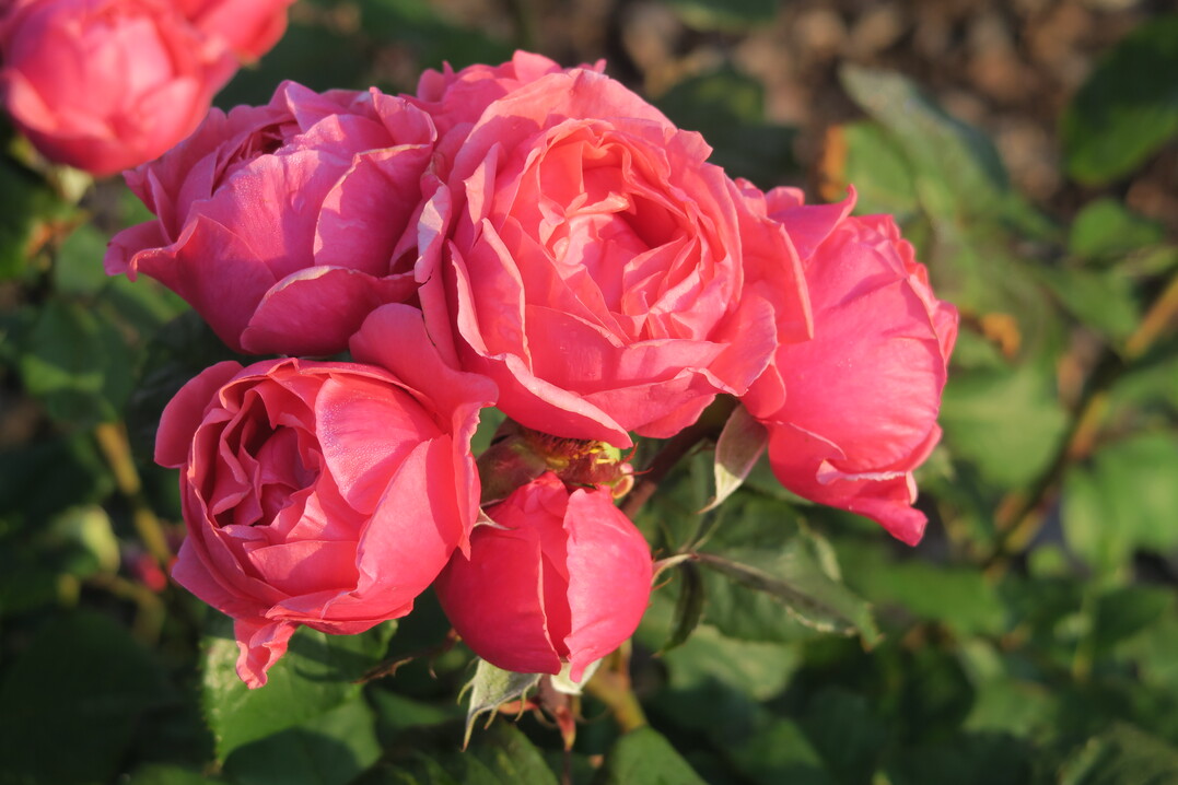 Rosa Gartenprinzessin Marie-Jos