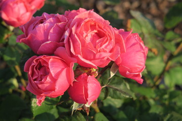 Rosa Gartenprinzessin Marie-Jos