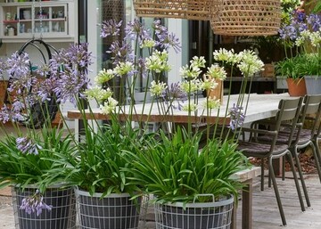 Kompakte Sorten der Schmucklilie eignen sich fr die Terrasse.