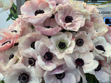 Groblumige Rosen in Pastell, Rosa und Pink waren zum Muttertag besonders 
gefragt, bevorzugt aus heimischem Anbau.
