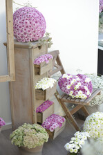 Motiv der Chrysanthemenschau im Blumenpark.