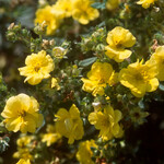 Potentilla