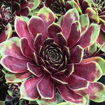 De Sempervivum