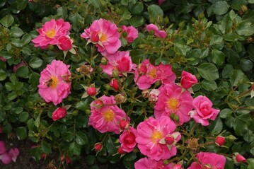 Die bienenfreundliche Rose wurde mit dem Florall Award in Gold ausgezeichnet