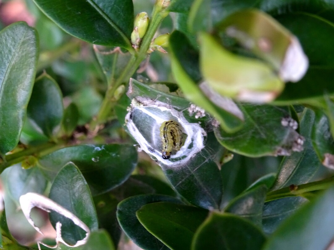 Raupe im berwinterungsgespinst