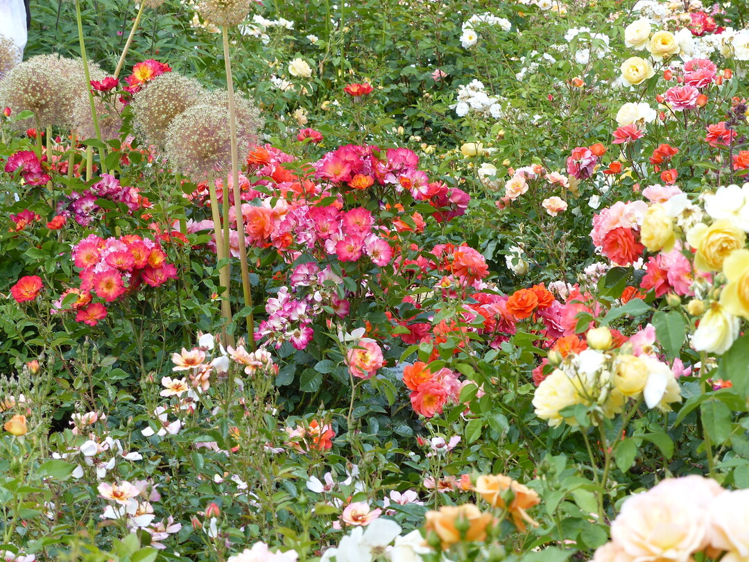 Die Rosen wurden bereits 2021 gepflanzt und mit Stauden und Zwiebelblumen kombiniert.