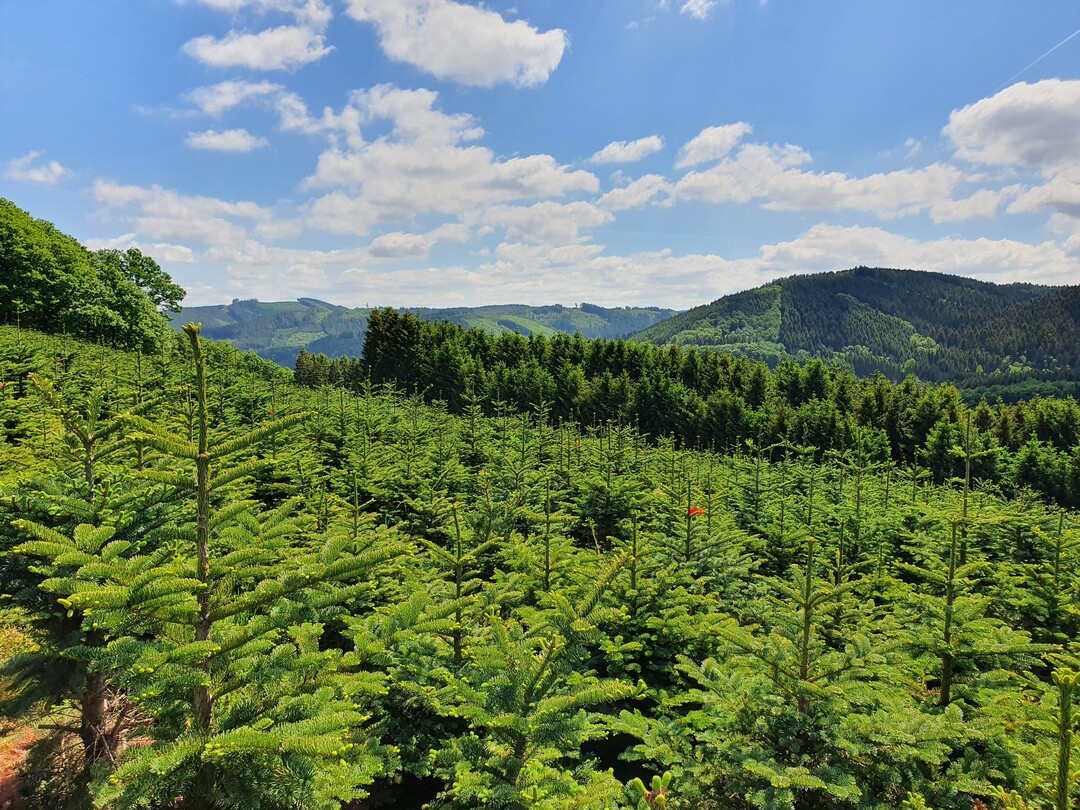   NRW ist Weihnachtsbaumland. Jeder dritte Weihnachtsbaum kommt aus dem Sauerland. 