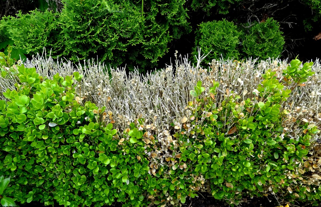 Buchsbaum Blattfall und Triebsterben, verursacht durch Cylindrocladium