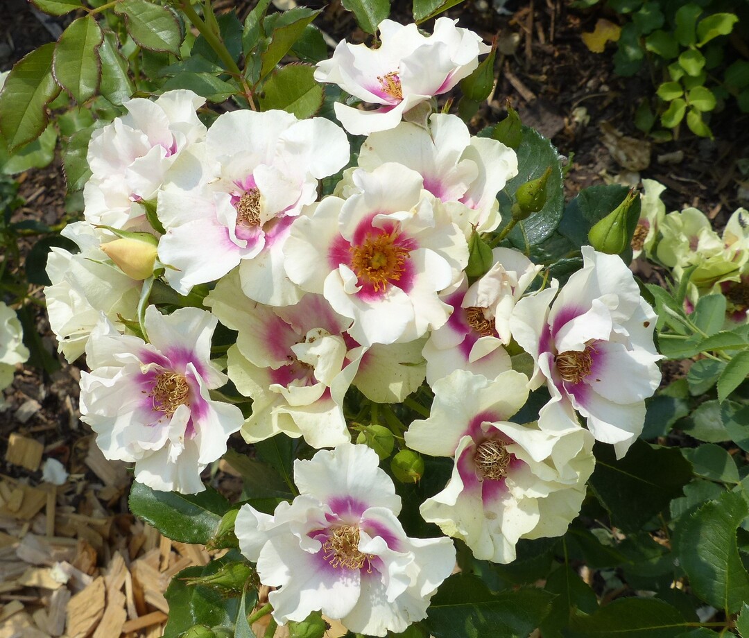 Ungewhnliche Blten: Die Rosensorte SEE YOU in Purple von Weinsberger Rosenkulturen