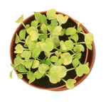 Nicht alle Blumenerden erfüllen die Erwartungen der Hobbygärtner.