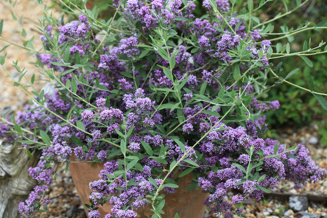 Die Buddleja alternifolia Unique wurde zur „Besten Neueinführung 2017“ gekürt