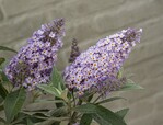 Buddleja davidii „Botex 002“ hat einen kugelförmigen Wuchs (max. 70 cm) und ist im Sommer übervoll mit großen Blüten. Die Blüten sind lilafarben und haben ein gelbes Herz.
