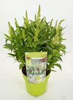 Buddleja davidii „Botex 003“ hat weiße Blüten.