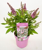Buddleja davidii „Botex 005“ (Butterfly Candy Little Pink) hat rosa Blüten.